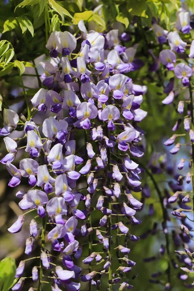 Pohled na Čínu Wisteria sinensis kvetoucí rostliny — Stock fotografie