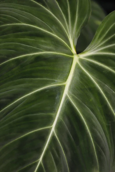 Tropikal philodendron ornatum çiçekli bitki yakın çekim — Stok fotoğraf