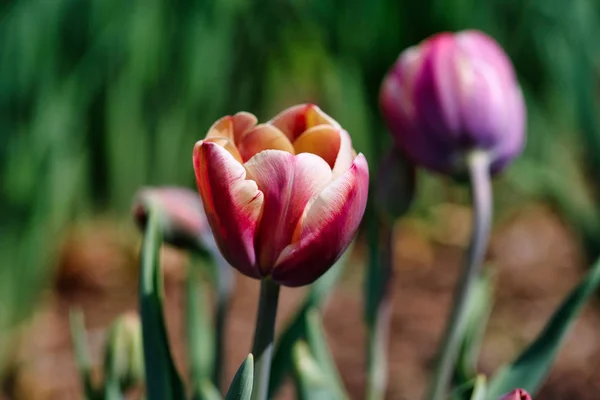 Крупный план разноцветного цветка тюльпана в весеннем саду — стоковое фото