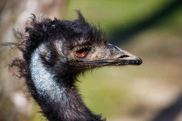 Retrato de Emu australiano (Dromaius novaehollandiae), vista do pescoço e da cabeça — Fotografia de Stock