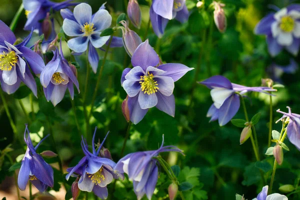 Vista de las flores azul-blancas en el jardín de primavera — Foto de Stock