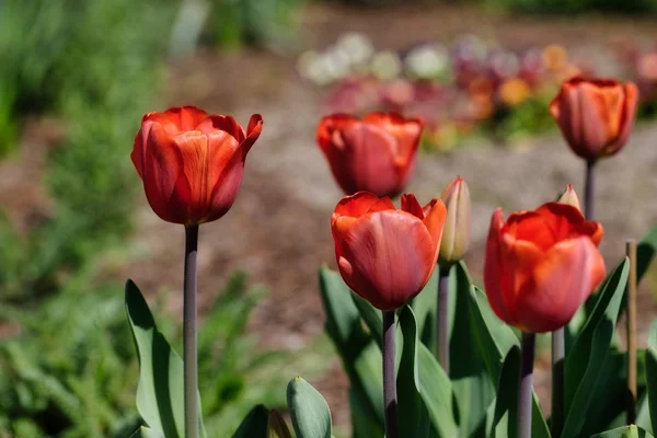 Blick auf rote Tulpenblüten im Frühlingsgarten — Stockfoto