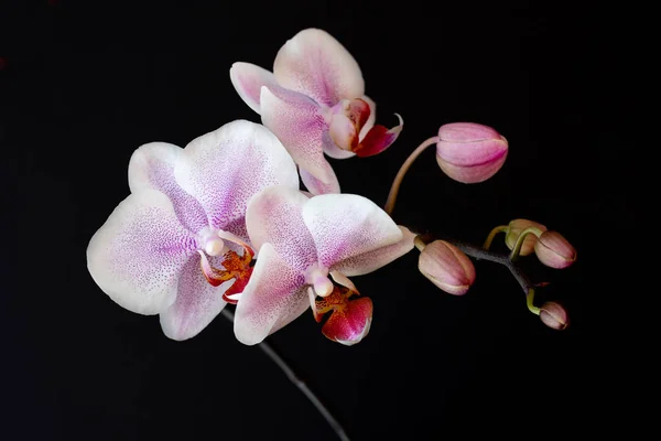 Close-up of pink-white orchid flower on the black background — Stock Photo, Image