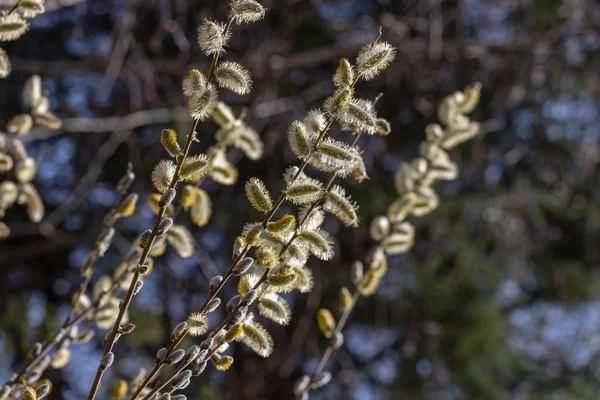 春のオマンコ柳の枝の眺め — ストック写真