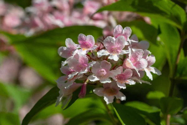 Primo piano di cespuglio fiorito rosa pastello nel giardino primaverile — Foto Stock