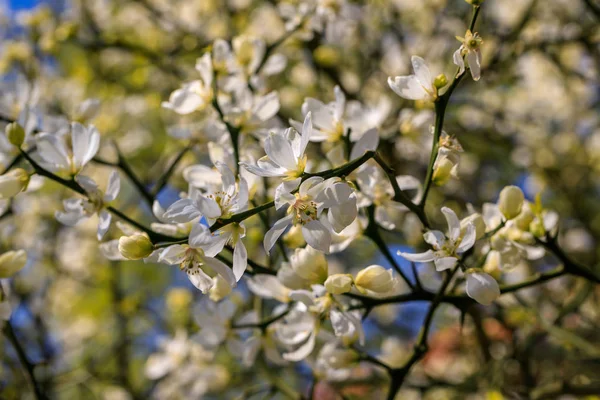 Floración de trifoliado naranja, poncirus trifoliata, citrus trifoliata en el jardín de primavera — Foto de Stock