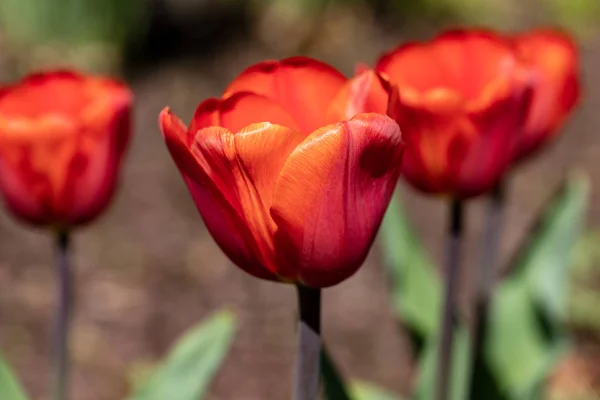 Blick auf rote Tulpenblüten im Frühlingsgarten — Stockfoto