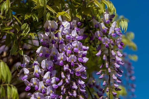View of chinese wisteria sinensis flowering plants with hanging racemes — Stock Photo, Image