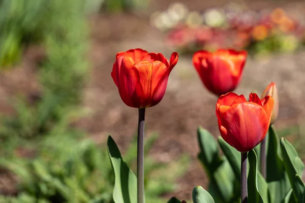 Blick auf rote Tulpenblüten im Frühlingsgarten — Stockfoto