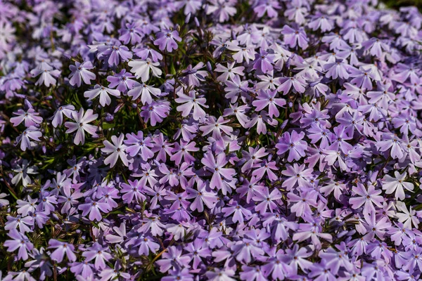 Vista de pequeñas flores lila en el jardín de primavera — Foto de Stock