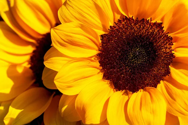 Close-up of sunflowers in the summer time garden — Stock Photo, Image