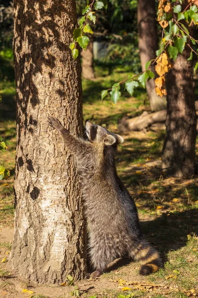 Full body of standing adult female common raccoon — Stock Photo, Image