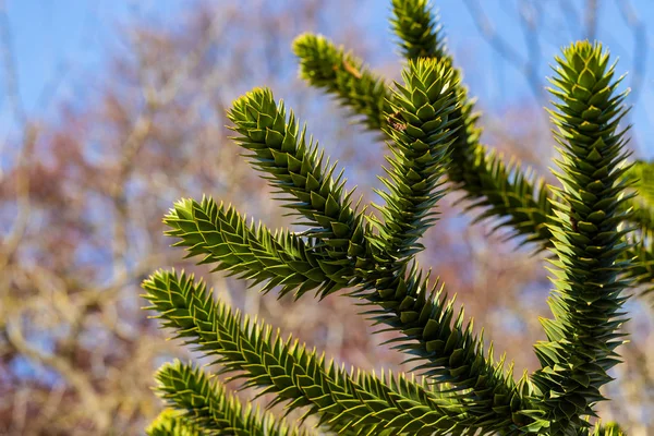 Vista de las hojas de la Araucaria araucana (árbol del rompecabezas del mono ) — Foto de Stock