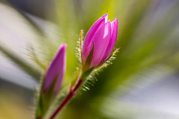 Zbliżenie małego tropikalnego pastelowego różowego kwiatu — Zdjęcie stockowe