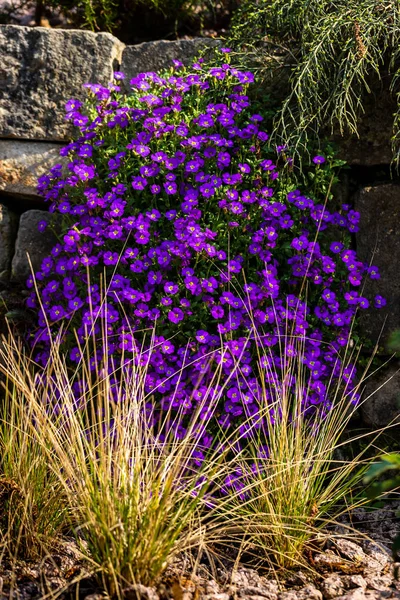 Vista de flores lila en valla de piedra en el jardín de primavera — Foto de Stock