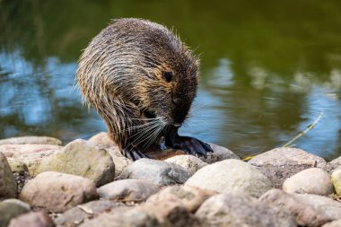 Coypu eğitimin portresi. Rivershore oturan Myocastor adatavşanları