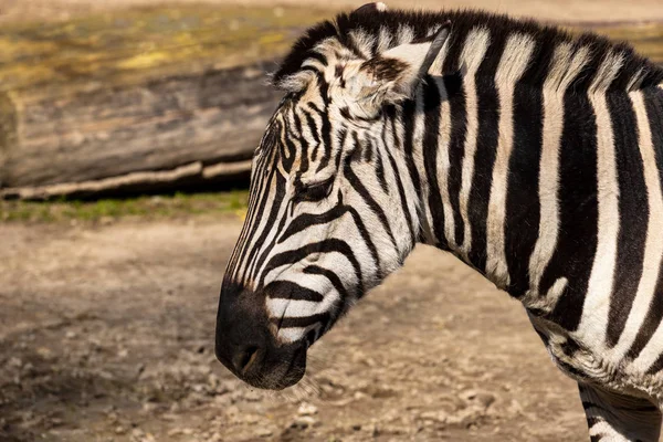 Portrét africké pruhovaným kožichem Zebra — Stock fotografie