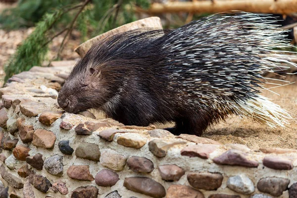 Volledige lichaam van de oude wereld stekelvarkens Hystricidae — Stockfoto