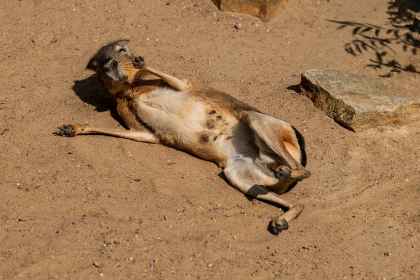 Ganzkörper der entspannten patagonischen Mara (Dolichotis patagonum)) — Stockfoto