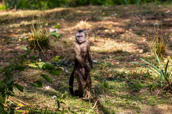 Volledige lichaam van staande wit-headed kapucijn New World Monkey — Stockfoto