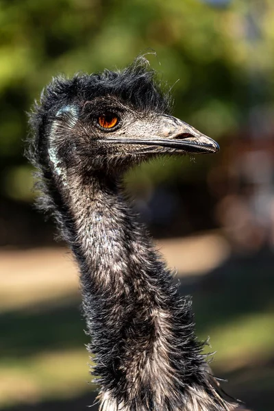 Portrét australských emu (dromaius novaehollandiae) — Stock fotografie