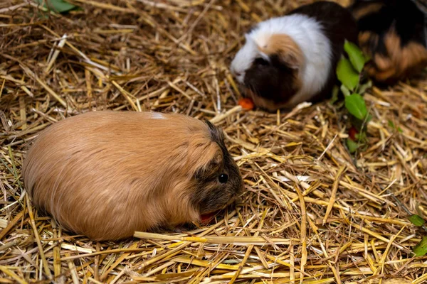 Nahaufnahme von zwei einheimischen Meerschweinchen (cavia porcellus) — Stockfoto