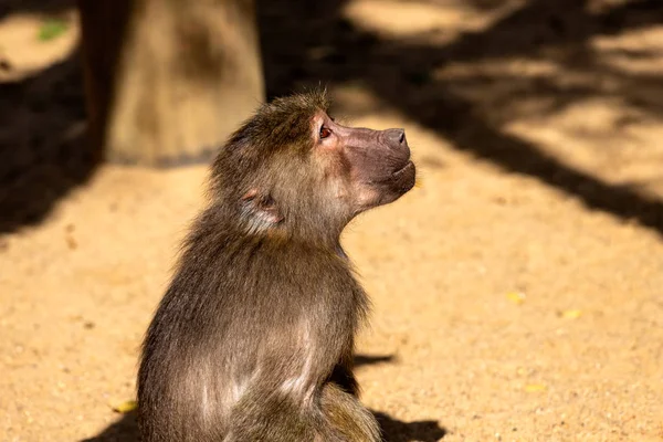 Ritratto di scimmia femmina adulta babbuino hamadryas del Vecchio Mondo — Foto Stock