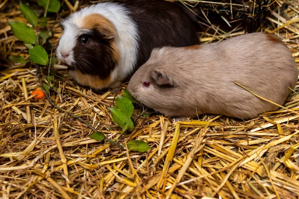 Zbliżenie pary domowych świnek morskich (Cavia porcellus) — Zdjęcie stockowe