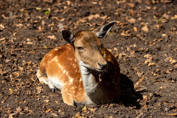 Porträtt av avslappnande kvinnlig vuxen dovhjort (Dama Dama) — Stockfoto