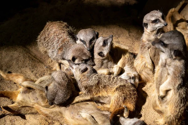 Relax della selvaggia famiglia African Meerkat (Suricata suricatta) — Foto Stock