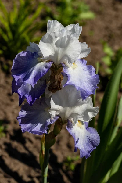 夏の庭で白ライラックアイリスの花のクローズアップ — ストック写真