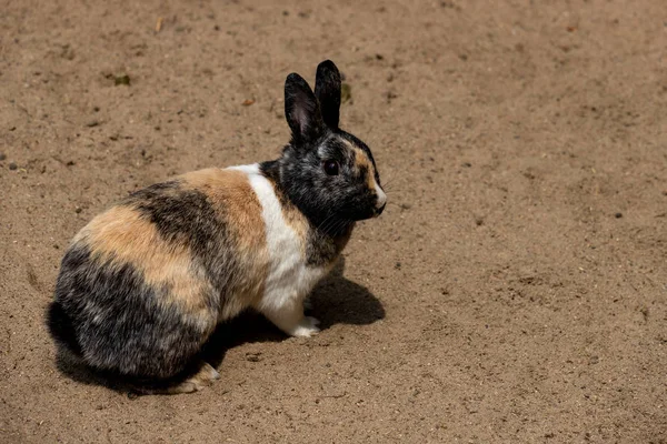 Corpo inteiro de coelho pigmeu doméstico cinza-acastanhado-esfumaçado — Fotografia de Stock