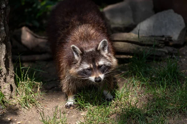 Portrait de raton laveur femelle adulte dans la forêt — Photo