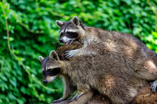 Vista del par de mapaches comunes adultos sobre el fondo verde —  Fotos de Stock