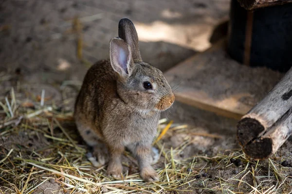 スモーキーブラウングレーの国産ピグミーウサギの全身 — ストック写真
