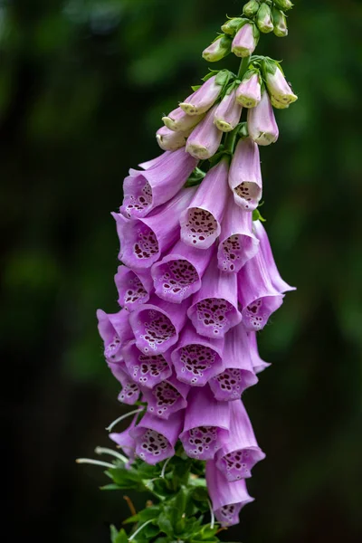 Närbild av lila Digitalis purpurea blomma (Lady ' s glovecommon fingerborgsblomma) — Stockfoto