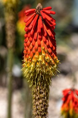 Tropikal portakal çiçekli yabani bitki yakın çekim