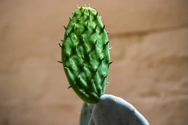 Крупним планом кактусова тропічна рослина з гострими шипами — стокове фото