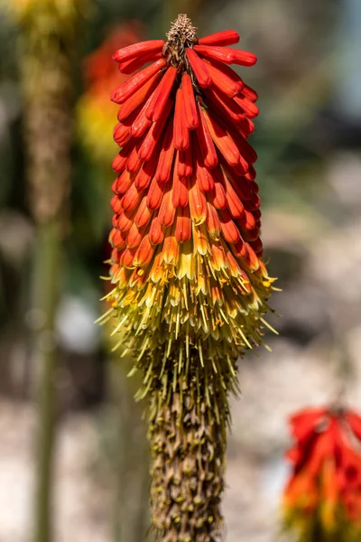 Close-up de plantas selvagens de floração laranja tropical — Fotografia de Stock