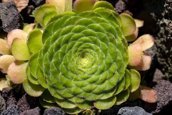 Primo piano della pianta succulenta nel giardino di pietra — Foto Stock