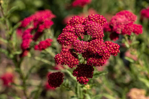 Veduta dei fiori di spiraea japonica rosso scuro nel giardino estivo — Foto Stock