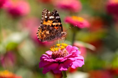 Yaz bahçesinde pembe çiçek boyalı bayan kelebek portresi