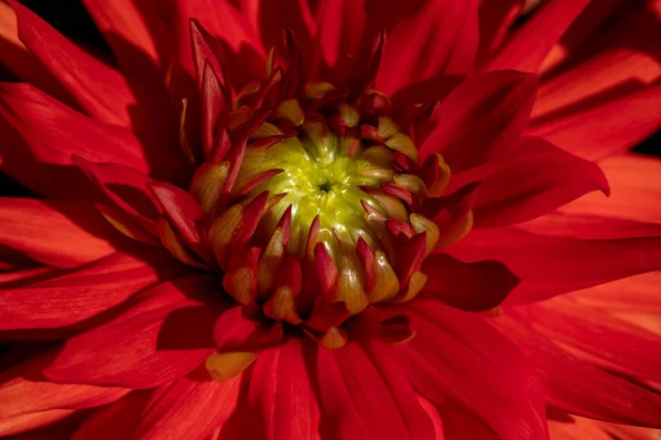 Close-up de flor de dália vermelha no jardim horário de verão — Fotografia de Stock