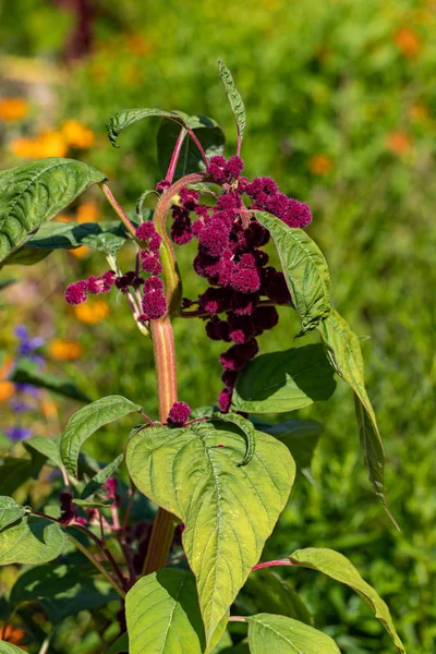 Vue de la fleur de boule rouge dans le jardin de l'heure d'été — Photo