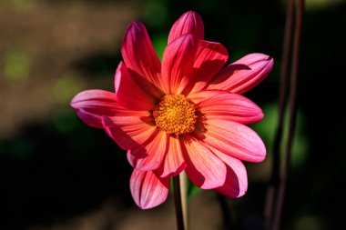 Yaz bahçesinde mulitcolor narin aster çiçek yakın çekim