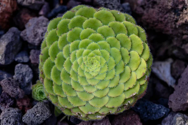 Nahaufnahme einer saftigen grünen Pflanze im Steingarten — Stockfoto