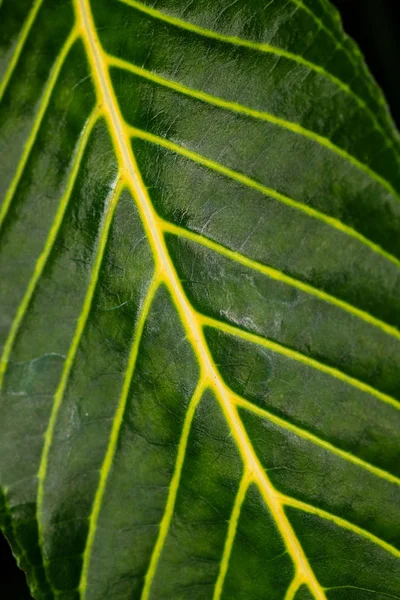 Büyük yeşil tropikal ağaç yaprağının yakın çekim — Stok fotoğraf