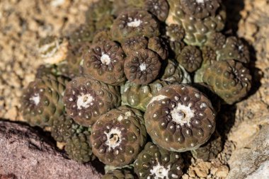 Taş bahçede koloni sulu kahverengi bitki yakın çekim