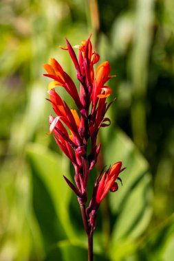 Yaz bahçesinde yeşil arka plan üzerinde kırmızı-turuncu çiçek Portresi