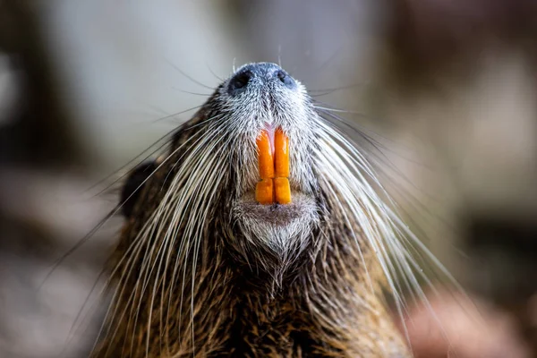 Primer plano de los dientes anaranjados grandes son claramente visibles en este coypu — Foto de Stock